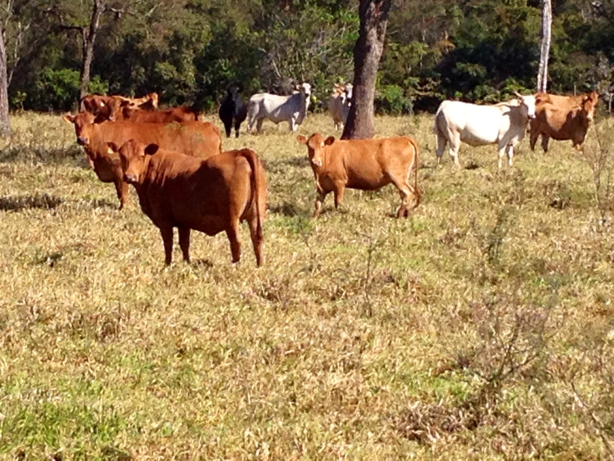puravidafoodssv's tweet photo. Take advantage of the date and congratulate the research institution that made Brazil the barn of the world, @embrapa that today completes #51yrs.
After graduating, in agrarian sciences i spent a few months specializing in beef cattle, this in the year 2005...
#MySource https://t.co/Yr5NW3kKy5