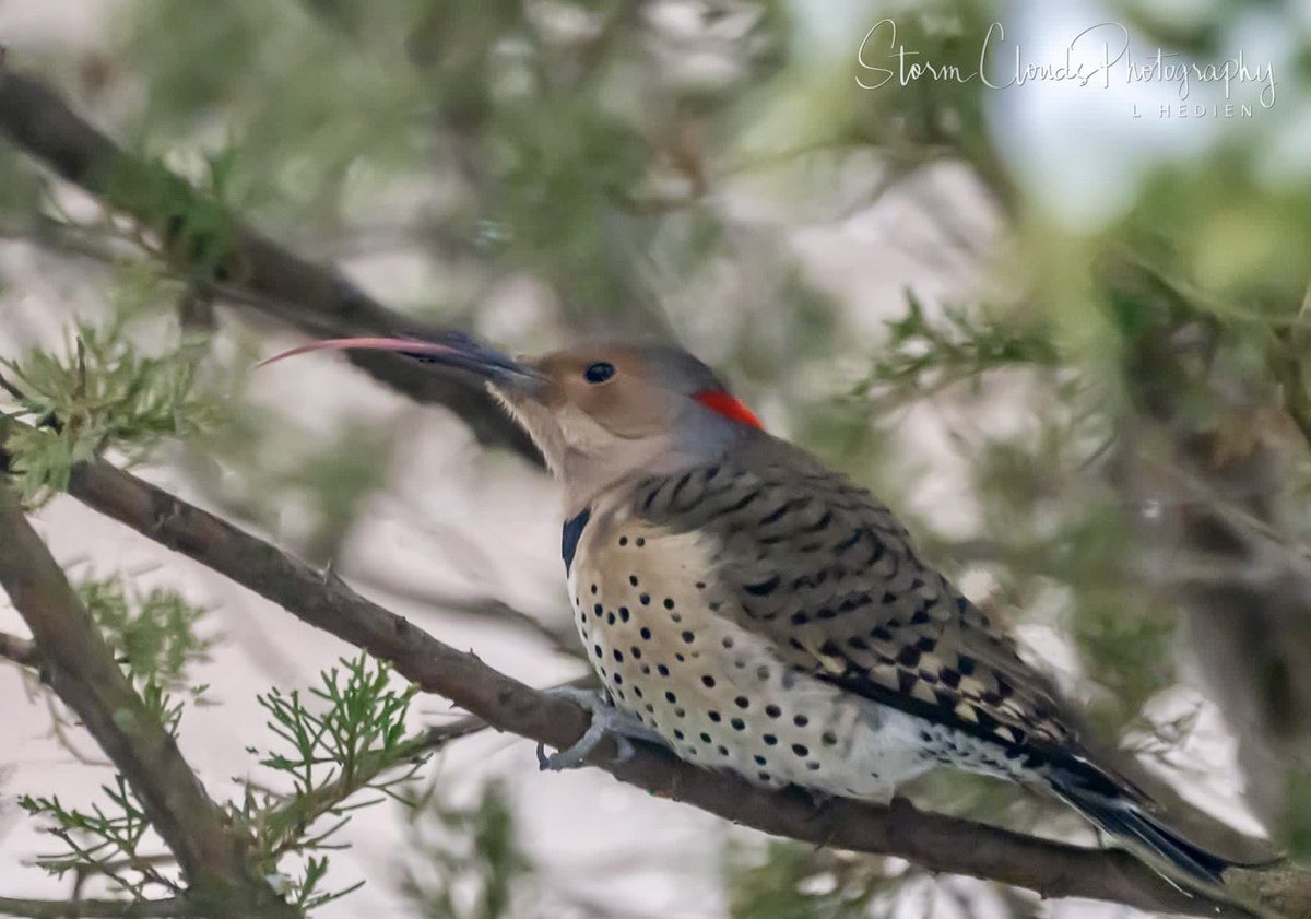 A female #flicker rolling her #tongue 👅 out in northern #Illinois 🌨️🥶 in #winter. #northernflicker #natgeophotos #nikonusa #z9 #nikonoutdoors @nikonoutdoorsusa #thephotohour #birdphotography #natgeoyourshot  #zcreators #epic_captures #exploretheusa @riyets @discovery