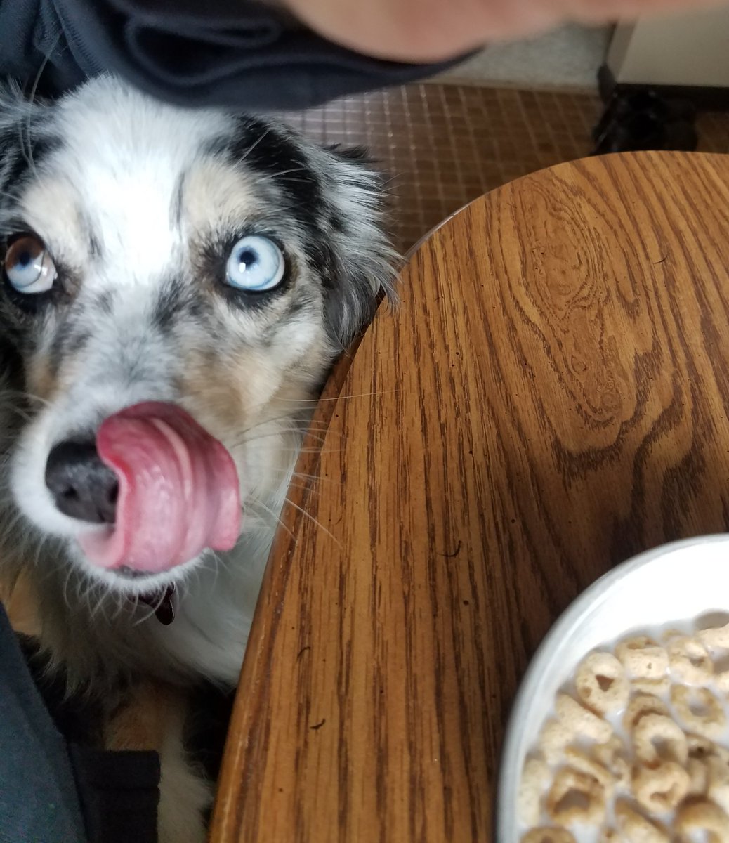 #tongueouttuesday Mom has cereal, share please! 😋