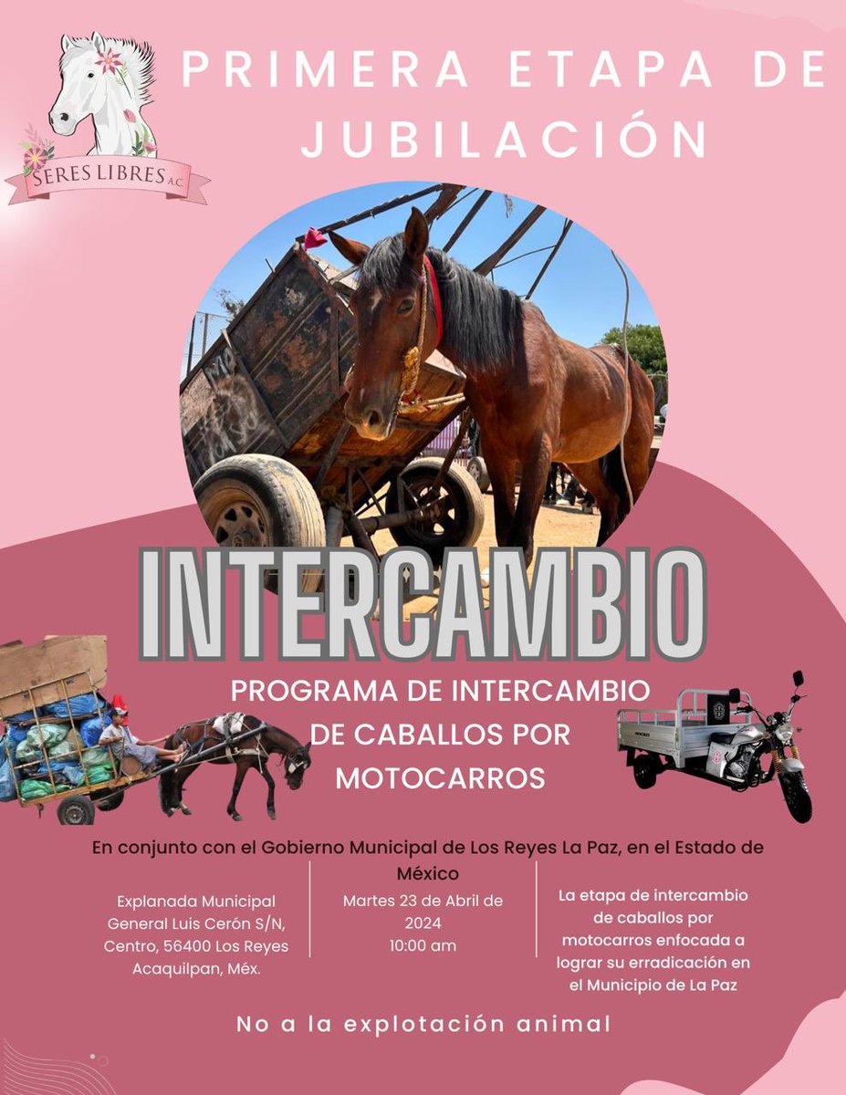 ¡DÍA HISTÓRICO! Hoy haremos el intercambio de caballos “carretoneros” por motocarros. Se pone punto final a la explotación de equinos 🐴 en Los Reyes La Paz. Luchamos por más de 10 años para lograrlo, ahora estos bellos animales tendrán un retiro digno en nuestro refugio.