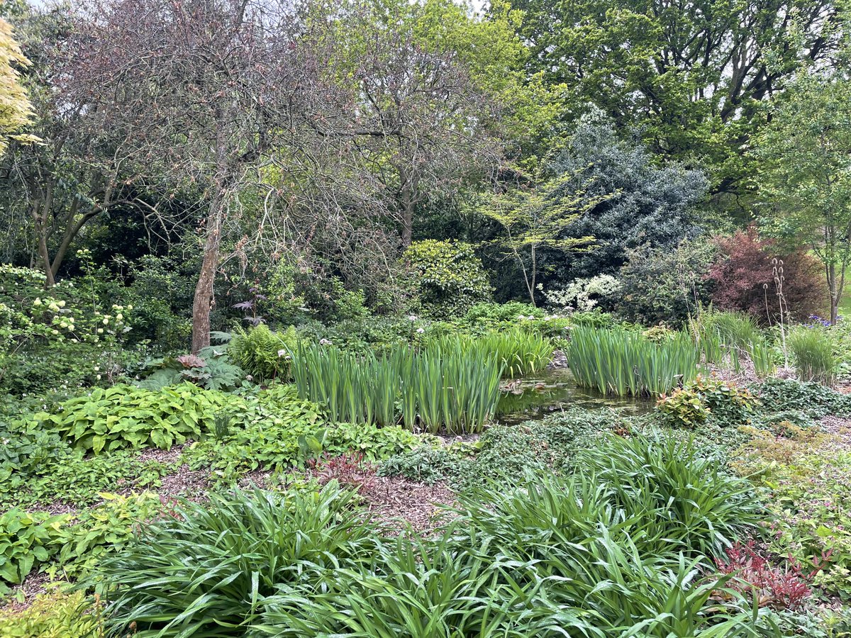 BoobyMcCririck's tweet photo. Wonderful wild garden #WinfieldHouse #RegentsPark @onthehillinfo @PrimroseHillHub @Primrose_Phil https://t.co/1OCAVUyg8t