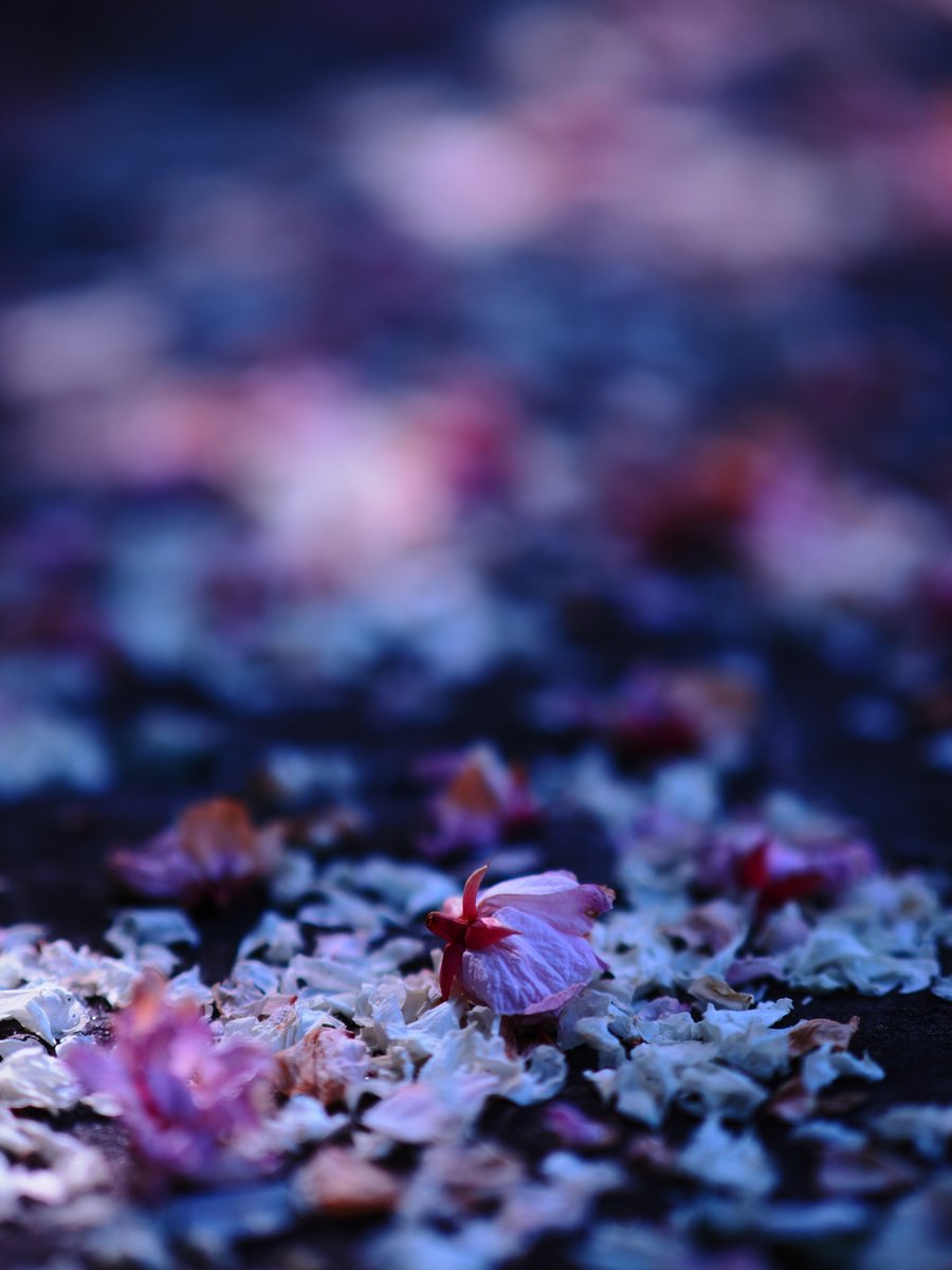 デンパークで撮影した「桜」。散った後も美しく（記録 JPEG 撮影日 2024/4/14） 
OM-1 + ED 45mm F1.2 PRO

#OMSYSTEM 
#マイクロフォーサーズ 
#デンパーク