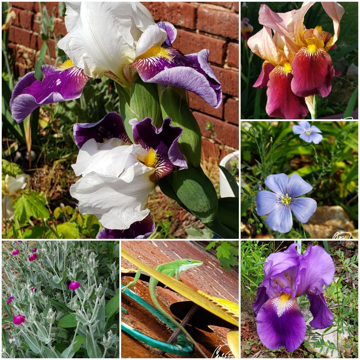 #BackyardBeauties Good Morning  Everybody! #PetalPusher 
Sharing our #DailyBlooms for the world to see. Happy #NationalEarthDay 🌎 🌏 
#CassieJFoxPhotos 📷  #CazFoxMedia #SumterNationalForest #WhitmireSC