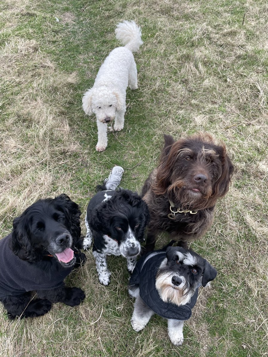 Are we cute enough for #dogsoftwitter