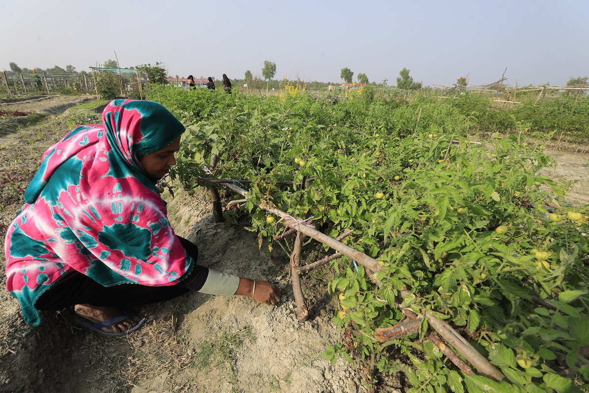 Qatar Charity continues to implement the agricultural ‘Livelihood’ project for 200 beneficiaries, launched in June 2023, aiming to alleviate the suffering of Rohingya refugees in the Bhasan Char Island of Bangladesh 🇧🇩 #Bangladesh #Rohingya #Qatar_Charity #MarsalQatar