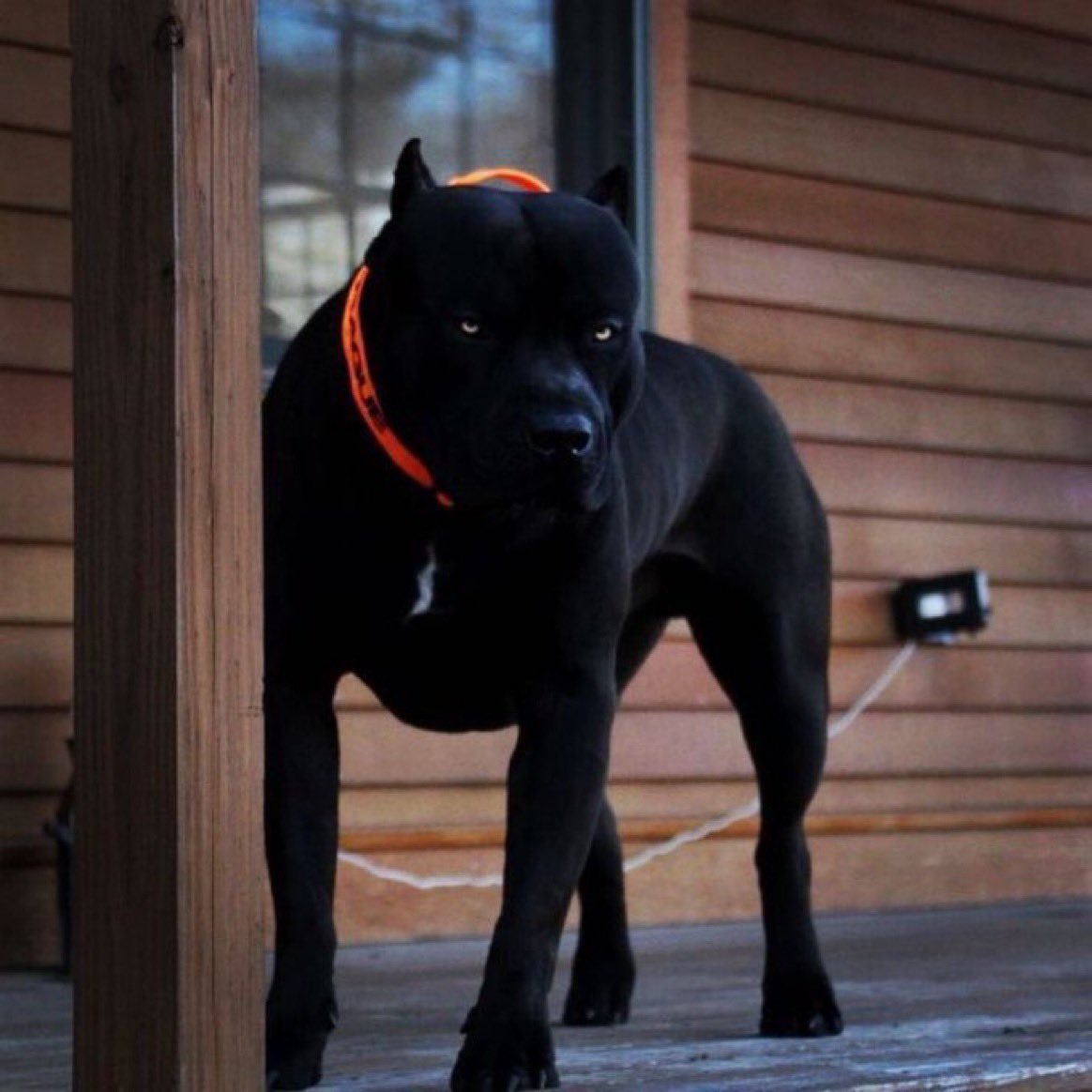 wtwsevn's tweet photo. What would you name this dog? https://t.co/Cl1h9BwXZ7