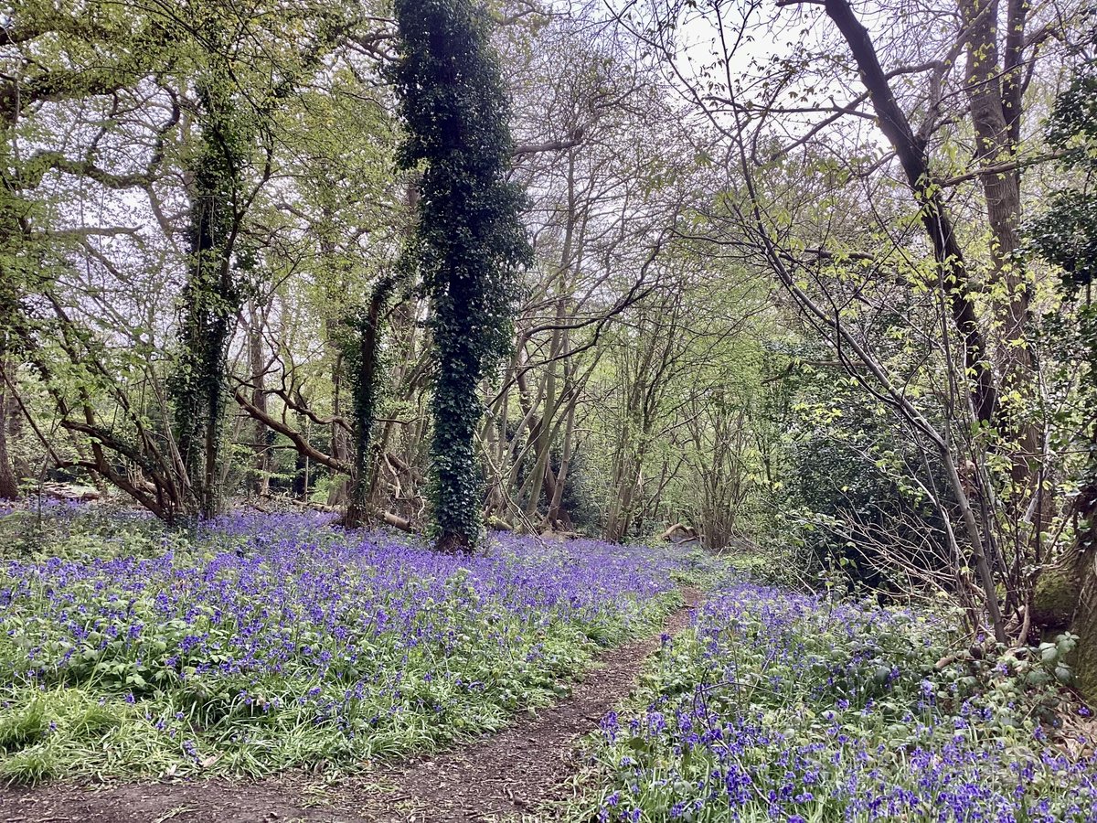 More bluebells in beautiful #Hawkwood in #Chislehurst today.   Wet and gloomy but the aroma was truly wonderful.  #tuesday @metoffice @itvweather @SallyWeather @ChrisPage90 @bbcweather