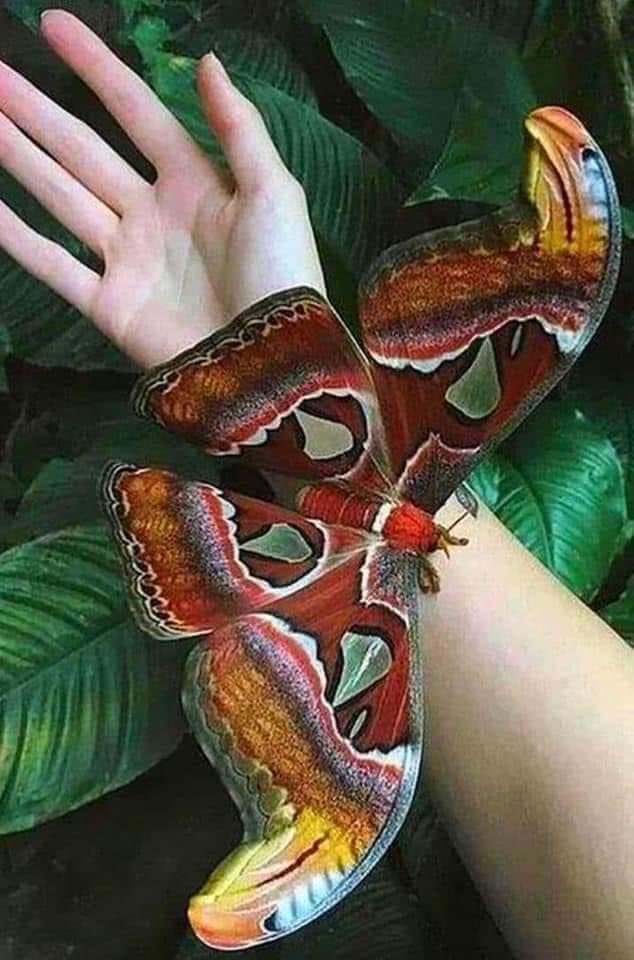 The Atlas Moth… the world’s largest moth with a wing span of 10 inches. GOOD MORNING! Have a great Day!🌞❤️🎉