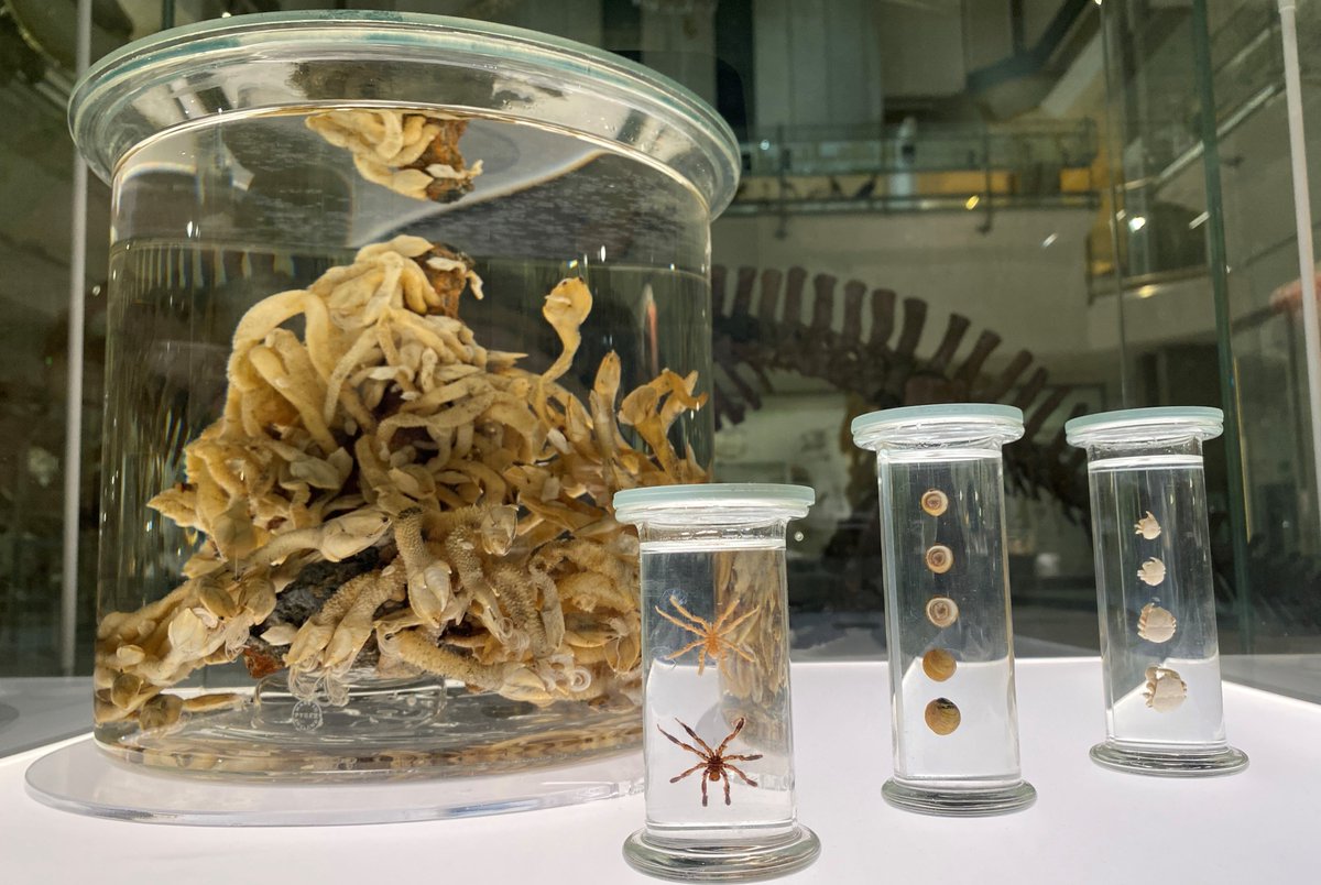 In Cambridge? Pop in &amp; take a closer look at our hydrothermal vent - a naturally formed structure found deep in the ocean. The vents release very very hot mineral-rich waters, supporting a whole ecosystem including yeti crabs, snails &amp; sea spiders. Entry FREE. @camunivmuseums