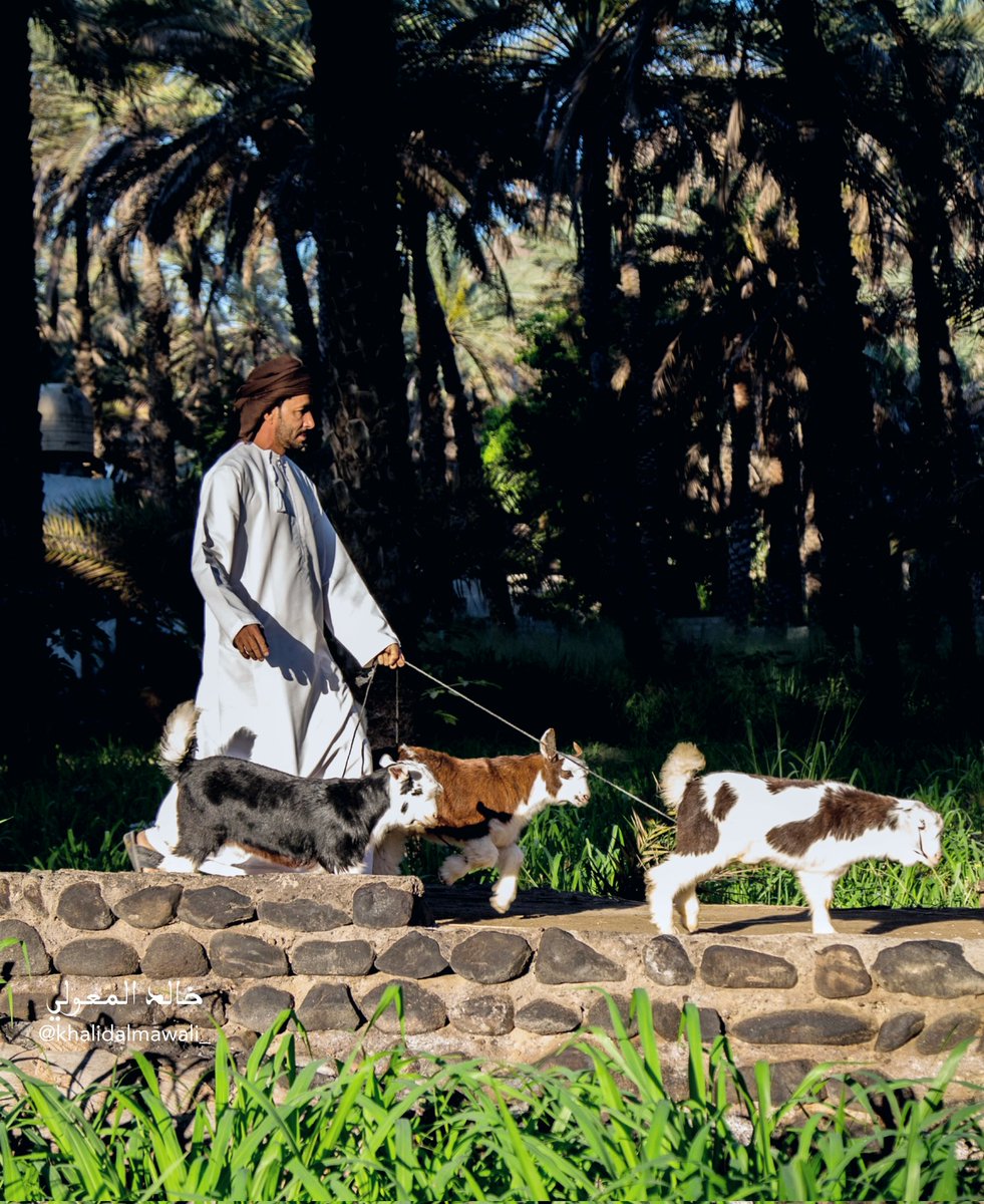 هبطة سرور بولاية #سمائل 

#oman🇴🇲 #مقتطفات_عمانية #السياحة_العمانية