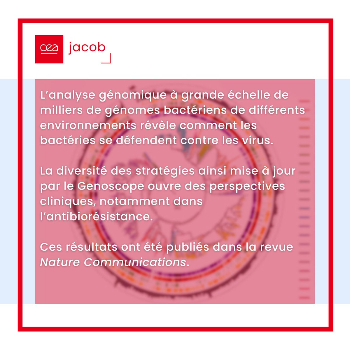 (🧵1/2)[🔬#résultatscientifique] Dans une étude @NatureComms , l'équipe de @pholive81 ( @GenoUMR_GM ) a analysé plusieurs milliers de défensomes de #bactéries . Elle a identifié des systèmes de défense spécifiques propres à l'environnement dans lequel les bactéries évoluent.👇