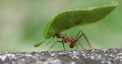 Según un estudio realizado por la Universidad Estatal de Michigan (Estados Unidos), usar diversas especies vegetales, y no solo monocultivos, Es importante para proteger los ecosistemas, pero también lo es para producir biocombustibles, ya que, a su vez, en estos cultivos varían