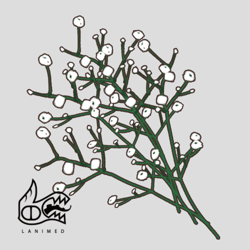 「branch leaf」 illustration images(Latest)