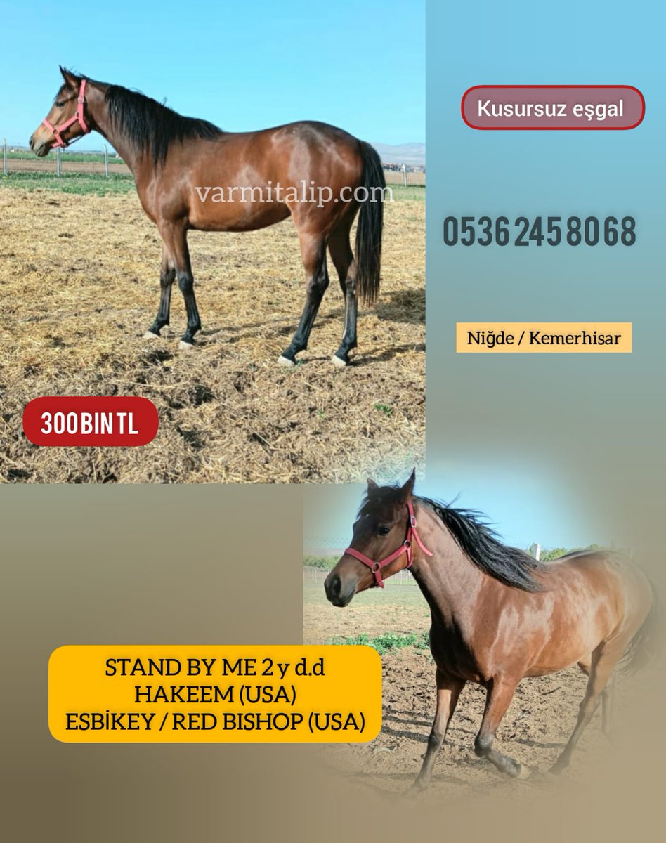 2 li sahaya inmemiş #Hakeem dişi tayına #varmitalip sadece 300 bin TL,  #TercihliKısraklar #GebeKısraklar #ArapTaylar #İngilizTaylar #Yearling #ArabianHorses #Stallion #SatilikAtlar 05362458068 
@varmitalip