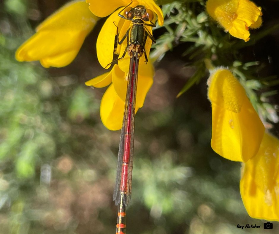 There are always ‘firsts’ of every season that we look forward to seeing!
For Richard it was this stunning adder at Broadmoor Bottom in Berks. And for Kay, it was her first damselfly at Bramshill Plantation in Hants, a Large Red.

#ThamesBasinHeaths #Spring #MoreThanJustNightjars