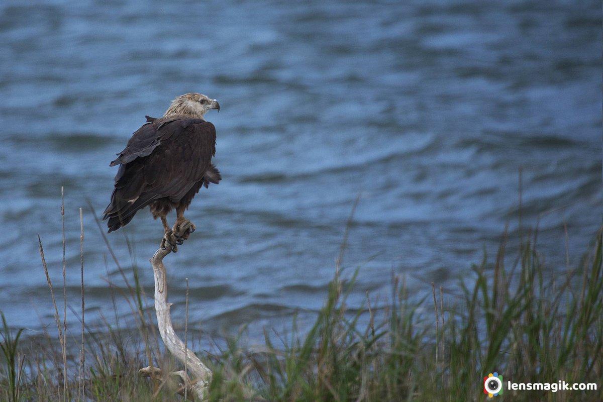 np_photographer's tweet photo. Pallas's Fish Eagle https://t.co/PiVOkvF8Bf Eagles of India #pallasfisheagle #eaglesofIndia #eagle #raptor #raptorsofIndia #birdsofprey #birdsofIndia #birdsofuttarakhand #corbettnationalpark #birding #birdwatching #IndiAves https://t.co/O4YS1SOx76