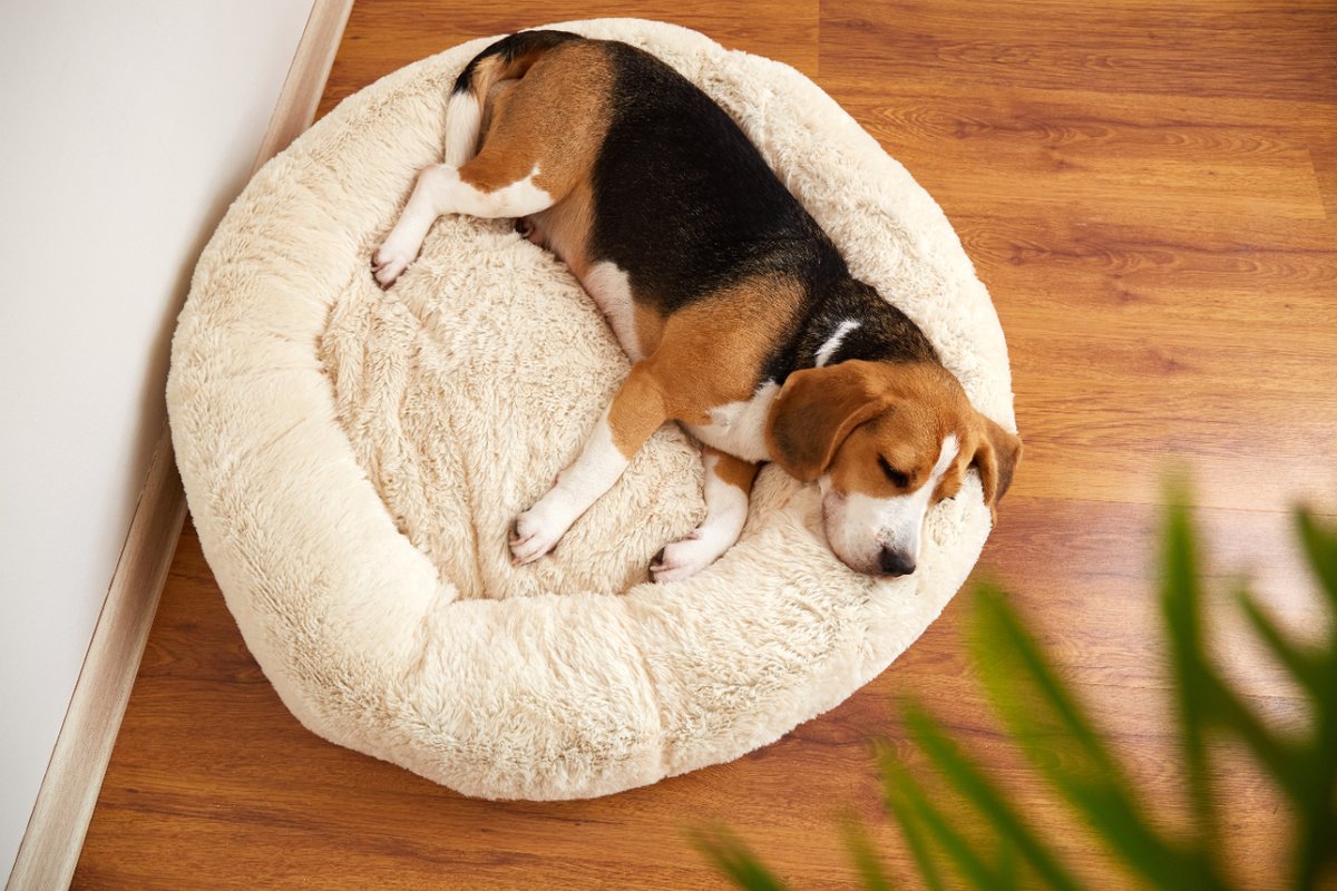 Dream Big, Nap Hard! 🌸 - Spring into comfort with our BEST DOG BED, where every snooze is a big adventure! 

#BestDogBed #FurryFieldsNaps #SpringSnoozeFest #FurryFields