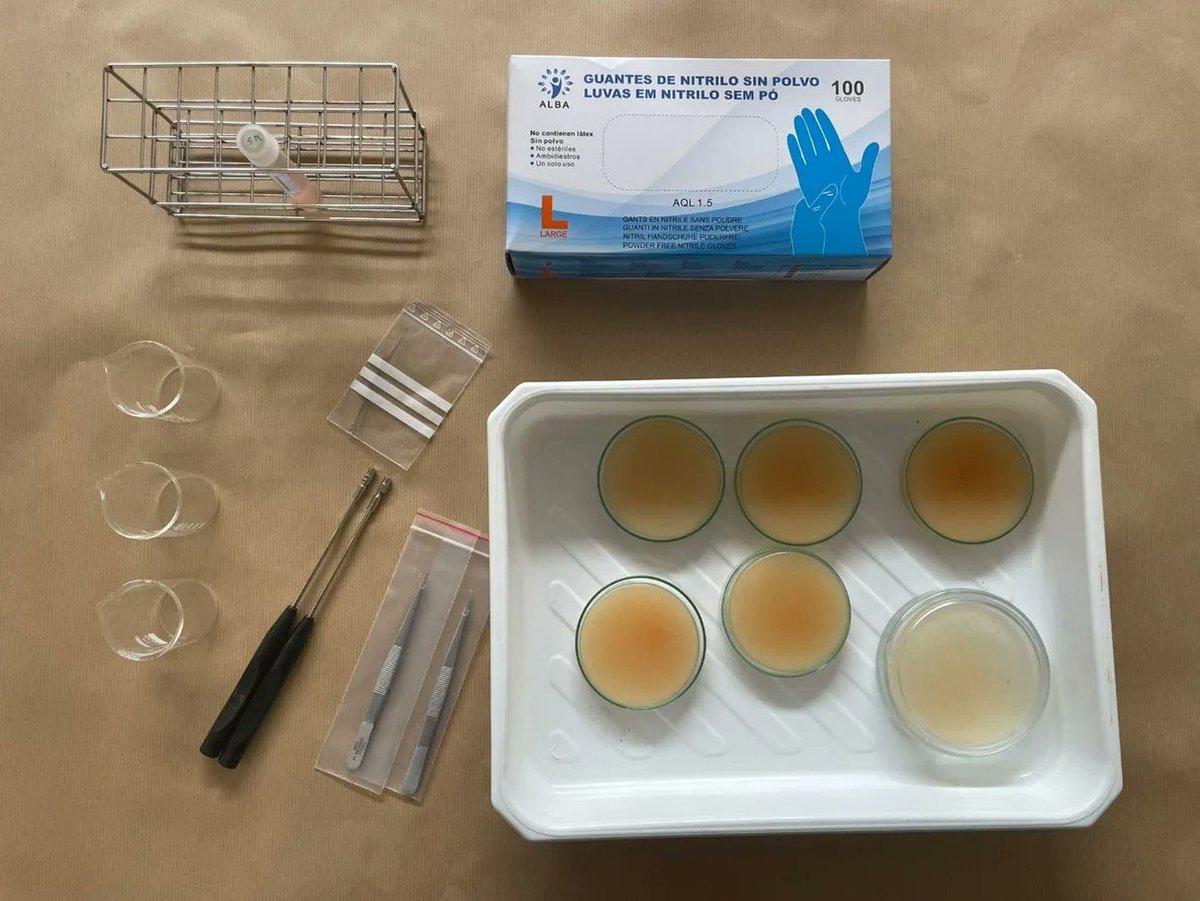 🔬 Students in Barcelona studied antimicrobial resistance using the new @MULTIPLIERS_ test kit! 

Pupils explored limits to bacterial growth and the power of targeted treatments

A hands-on approach to science education! 🦠

👉shorturl.at/bqt18