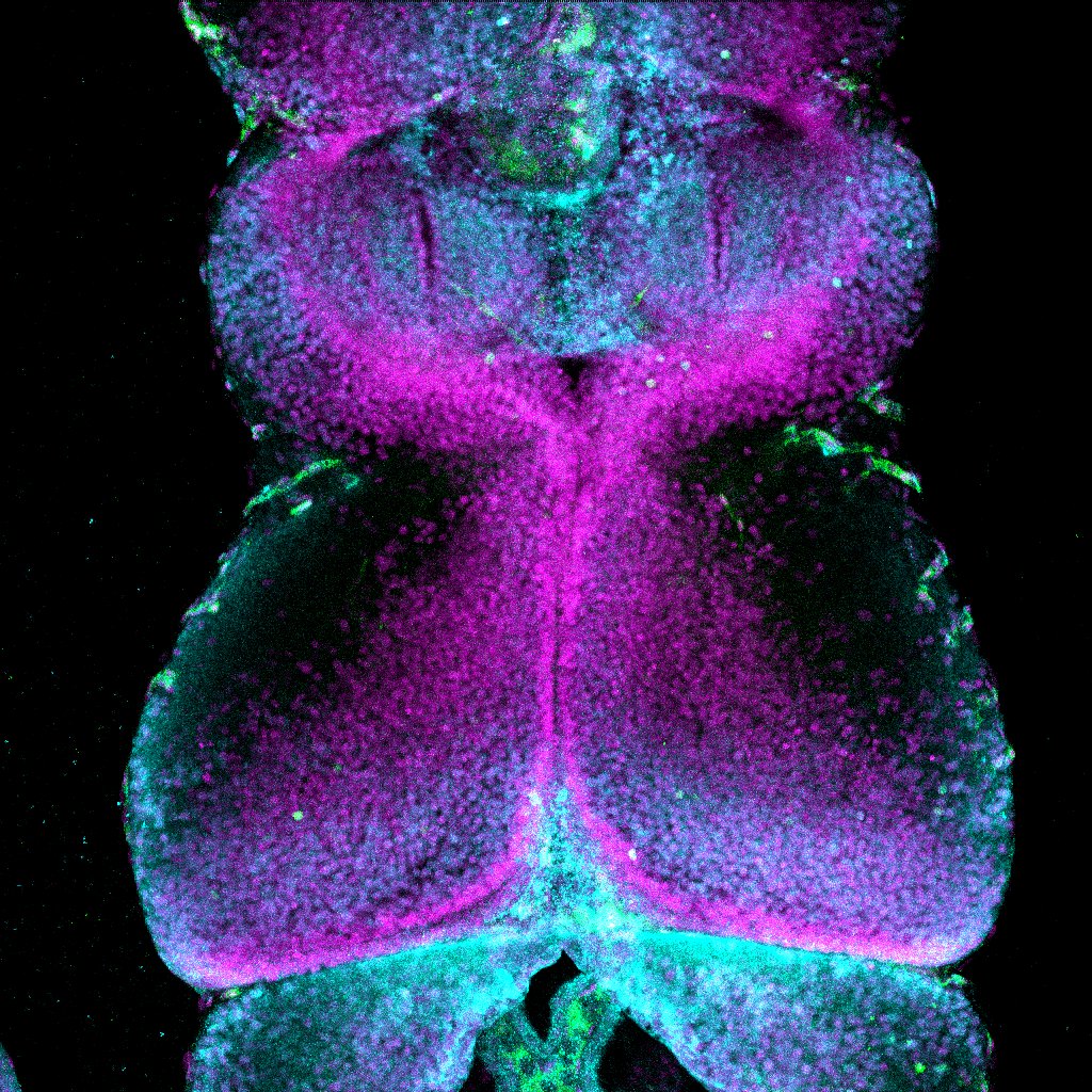 ThompsonLab2's tweet photo. Cell death has never looked so beautiful.... https://t.co/l8xELsnK5u