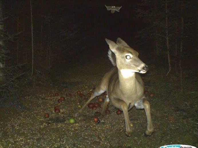 creepydotorg's tweet photo. Deer running from a flying squirrel as caught on a trail camera. https://t.co/hN82B6xP66