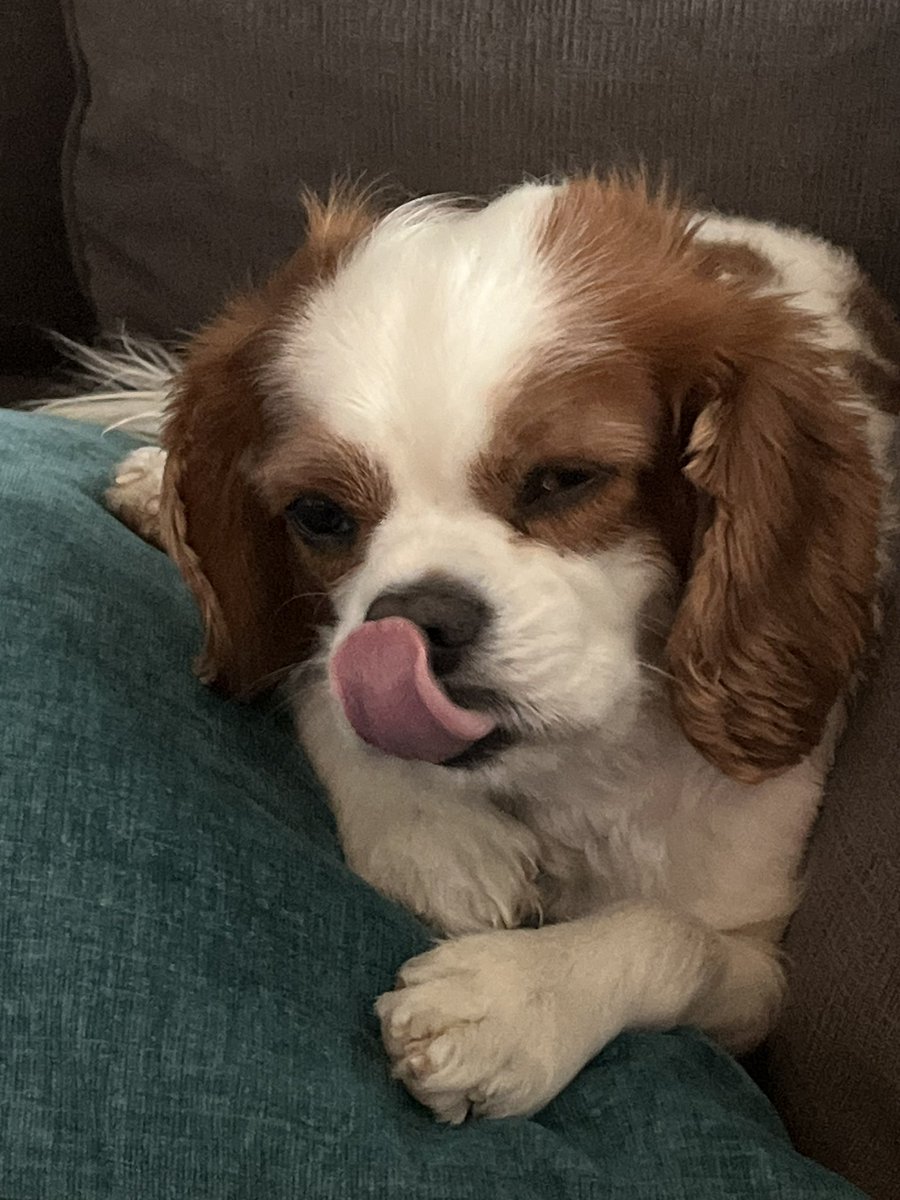 It’s #TongueOutTuesday friends!  We hope everyone has a wonderful day 😛 🐾 #cavpack #DogsofTwitter #tot