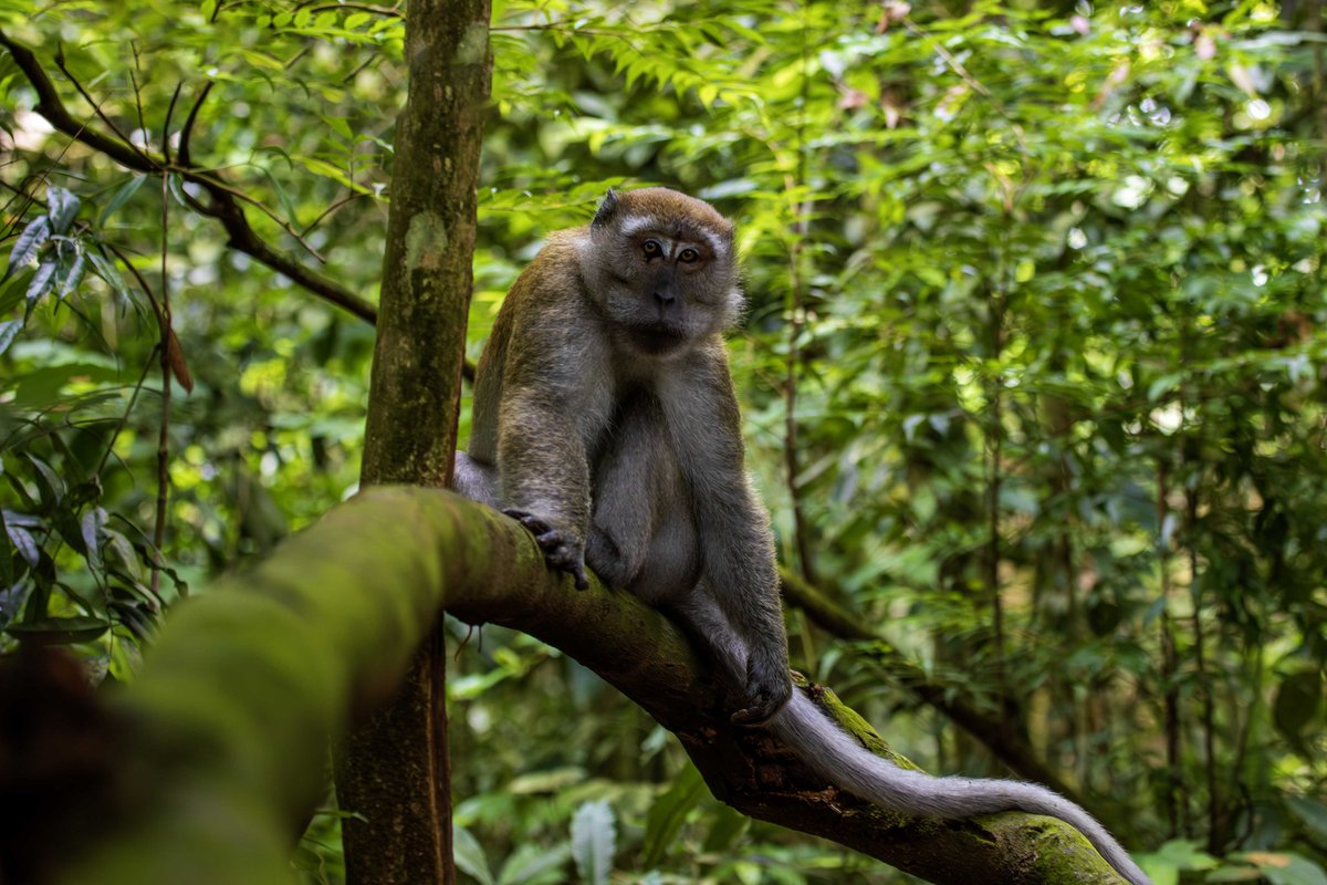 Mr Darryl MacDonald tweet media