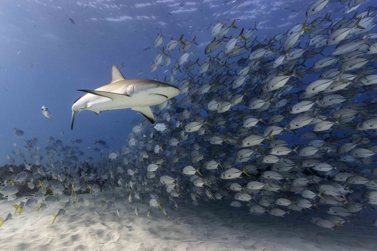 Mr Darryl MacDonald tweet media