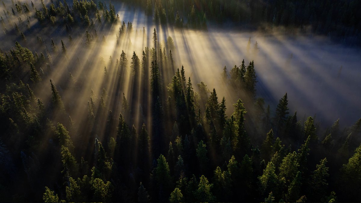 Mr Darryl MacDonald tweet media