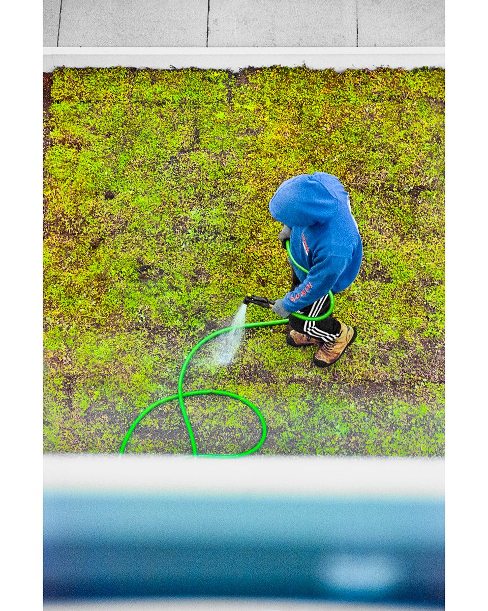 Gardener watering the grass on the roof of a building.

1/250, f/5.6, Kodak Ultra-Max 400
 .
 .
 .
#candidphotography #streetphotography #birdseyeview #roofgarden #candidphoto #candidshots #candidstreet #candidmoments #rooftopgarden #rooftopgardens #roofgardens #roofgardening