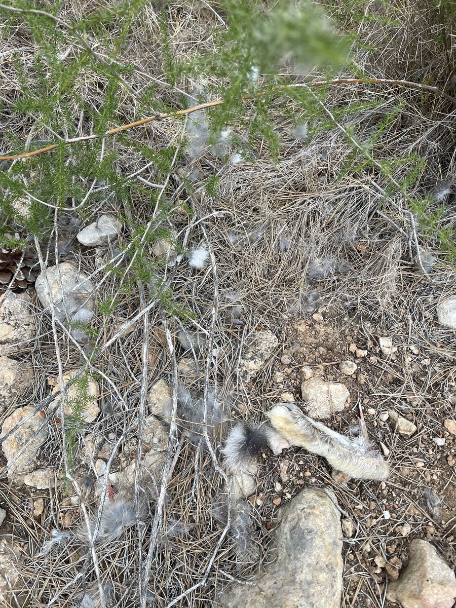 Falsa alarma, pensábamos que teníamos otra perdicera muerta que llevaba varios días sin transmitir pero no, resultó que se estaba comiendo un conejo en un posadero escondido. El pateo valió la pena <a href="/EstellesIrene/">Irene Estellés</a> 😅