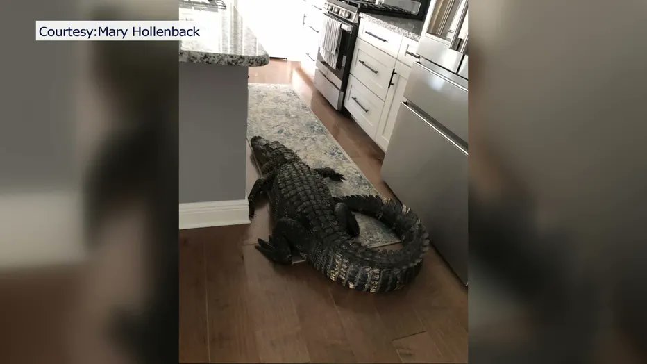 what do u do if u wake up and a gator just walked in ur house