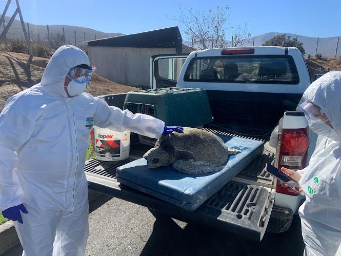 RengoNotas's tweet photo. SERNAPESCA LIDERÓ EXITOSO TRASLADO DE DOS ANIMALES MARINOS DESDE COQUIMBO A RANCAGUA. https://t.co/Tr9VALU9vY https://t.co/dL3YhJbjs3
