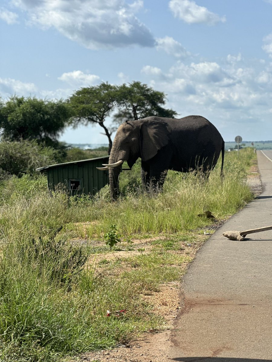 Comrade_Otoa's tweet image. One of the beauties of road trips is the chance to see how beautiful Uganda is. Today, mans was chilling while waiting for Murchison Falls Park clearance and  see what came through! 
#UgTukoWapi Northern edition will have to explore this experience