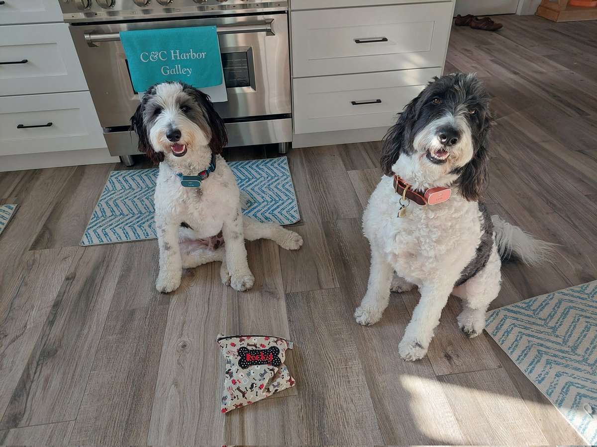 Rocky's ready! I'm having a mommy and me day 🥰 #schooldays #dogsoftwitter #DogsOfX