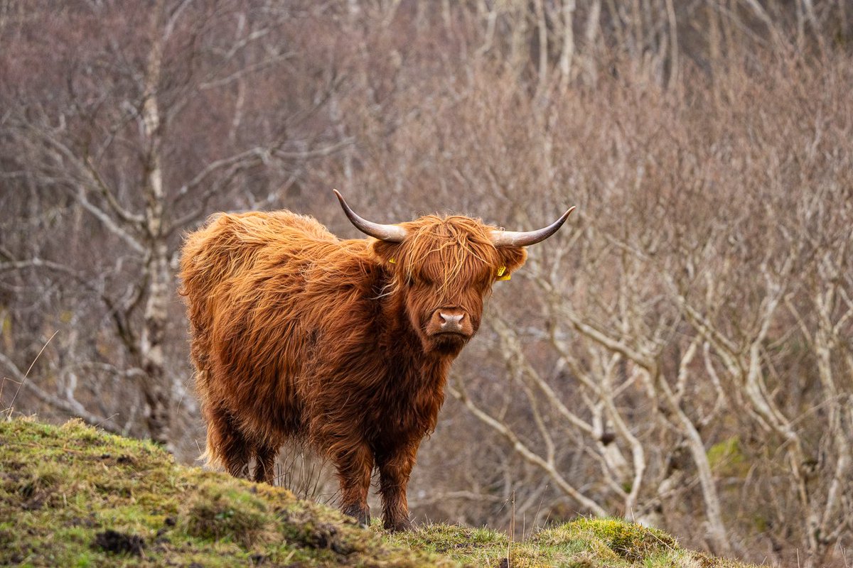 Happy Tuesday Coosday everyone! @VisitScotland @Sony @SallyWeather @BBCTravelScot #coosday #nature #NatureExplorer #Travel #travelphotographer #travelphotography #highlandcoos