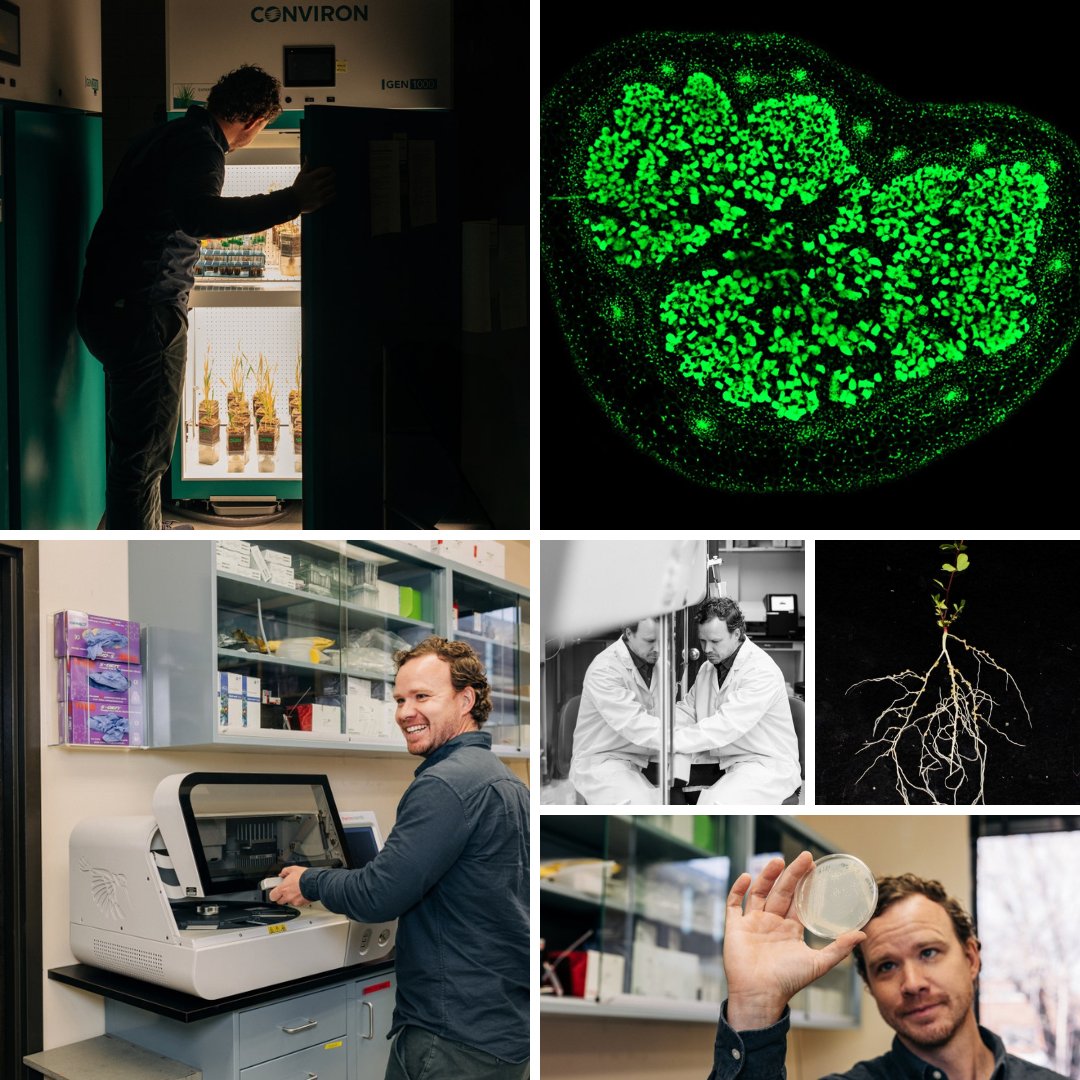 Check out the newest issue of the @NDSUFoundation magazine where you can learn about the break-through research being done by the Richard and Linda Offerdahl Faculty Fellow, Barney Geddes and his lab. ndsufoundation.com/magazine/2024/…