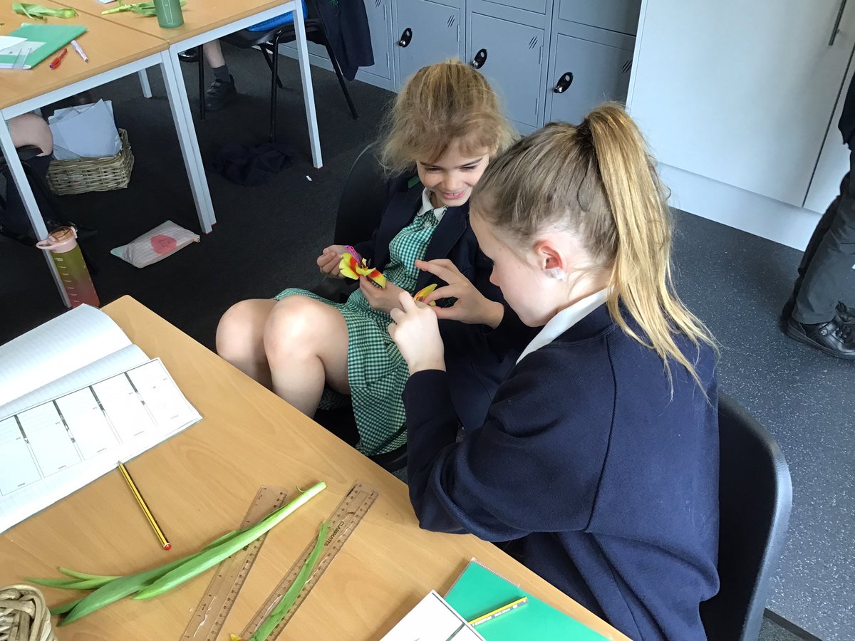 Year 3 have been dissecting tulips this afternoon, exploring the main parts of a flower and describing their functions. The children were amazed to see what they have been learning about in real life 🌷 #primaryscience #dissection