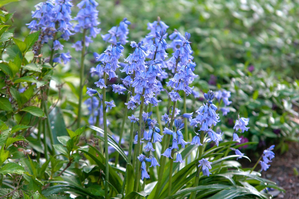 Author friends have been posting about their favourite flowers. @louisatreger has hysteria for wisteria. For @EvePollyChase it's cow parsley. I've given this a lot of thought, and for me it's bluebells. The best of spring is when bluebells appear – perhaps the best of the year.