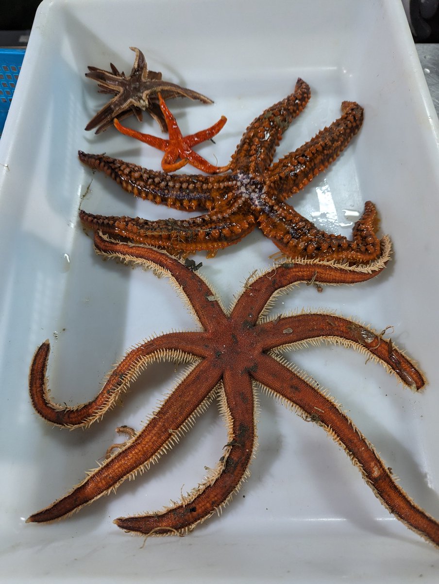 Our soft bottoms are very much dominated by echinoderms (sea urchins, sea stars, sea cucumbers and crinoids). However, it is not common to find 4 sea stars in just one beam trawl: Luidia sarsi, Marthasterias glaciaris, Echinaster sepositus & Astropecten irregularis.