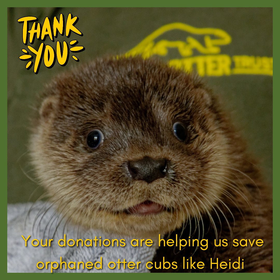 Your kind donations are helping us save orphaned otter cubs like Heidi. 🦦 Donate to our fundraiser here and you can help save an otter cub - donate.biggive.org/campaign/a0569…