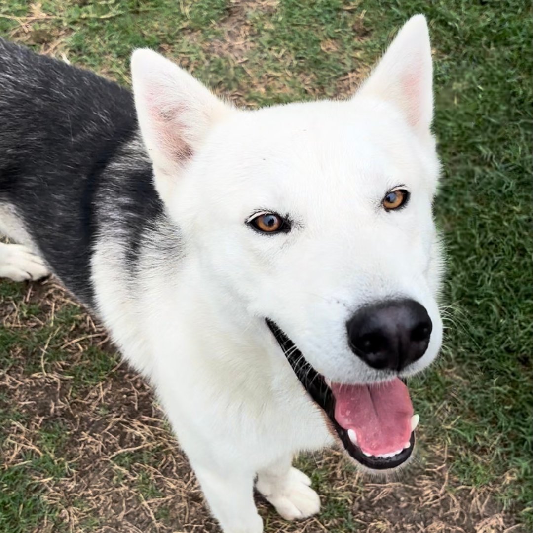 🐾🌟 Meet Legolas, our Pet of the Week! 🎉 Thank you for helping us find homes for our furry friends!

📍 Located At: City of Corpus Christi Animal Care
Go visit our furry friends Monday-Saturday, 1pm-5pm. Your perfect companion might be waiting! 🐶💙 #PetOfTheWeek #AdoptDontShop