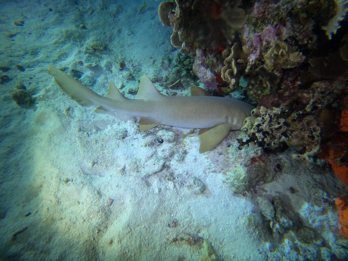 TXScubaAcademy's tweet photo. Nothing to see here. Just taking a little nap.
@texasscubaacademy #ocean #diving #reef #reefshark #nerfshark #scuba #scubadiving #scubalife #cozumel https://t.co/JmHsRPXtT9