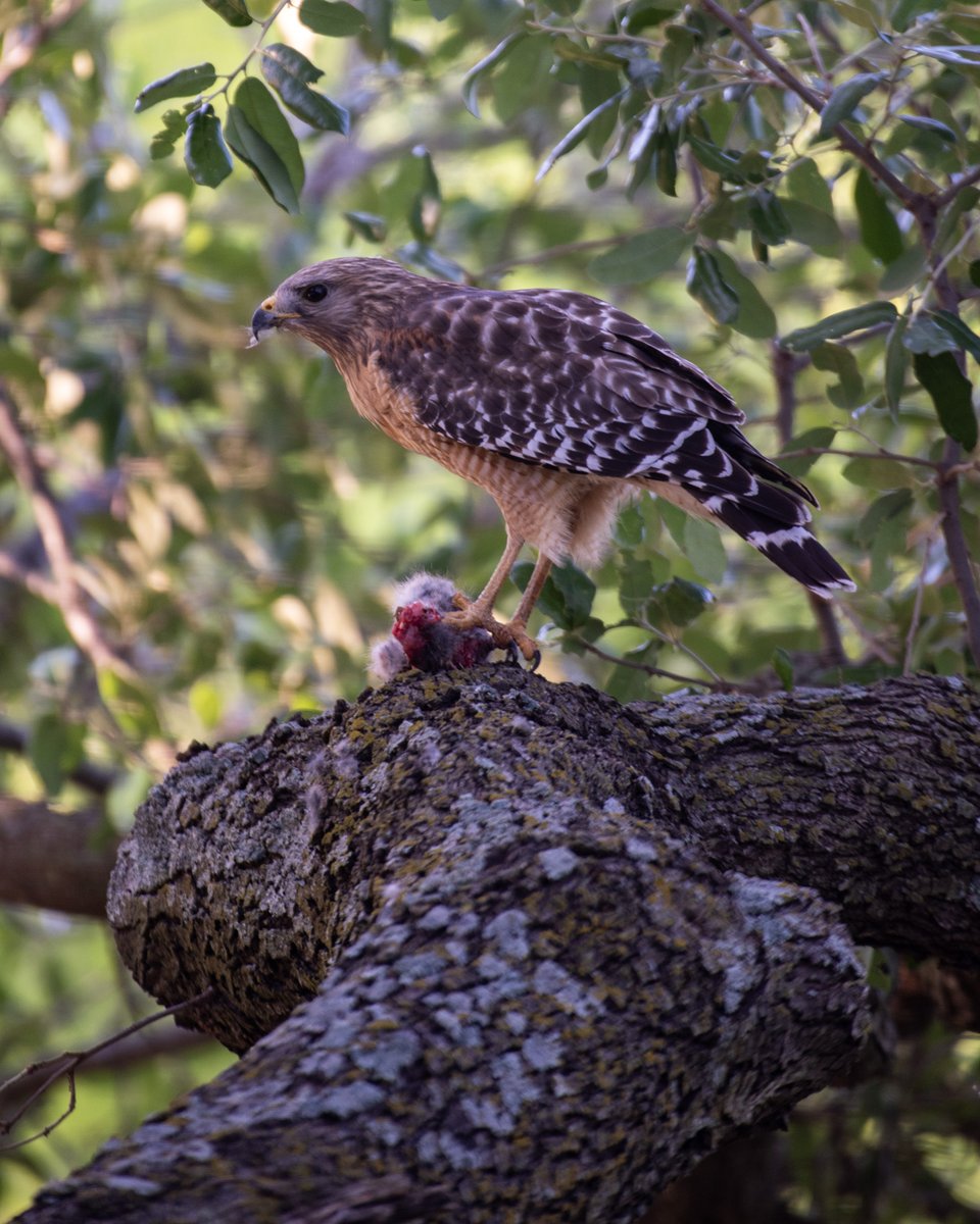 Somewhere on the ranch in Waxahachie, Texas having breakfast with Barbie (red-shouldered hawk). She likes to dine outside my office window. #birdsofprey #texaswildlife #redshoulderedhawk #hawk #bird #birdwatching #birding