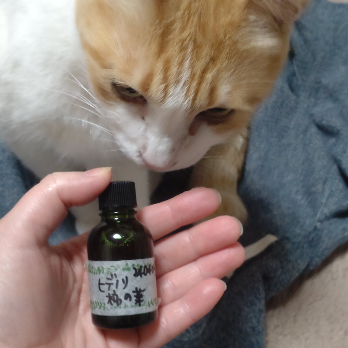 chiiinyan826's tweet photo. 柿の葉をウォッカに漬けていたのを引き上げて
精製水とグリセリンまぜまぜして
手作りローション完成。
柿の葉には熱にも強いビタミンCがたくさん含まれてるんだって
美肌効果に期待しつつ
引き上げた柿の葉は入浴剤に
余すことなく♪
#スパイス学び中 …(スパイス?🤔)
#KitchenPharmacy とは https://t.co/YAaSsvloep