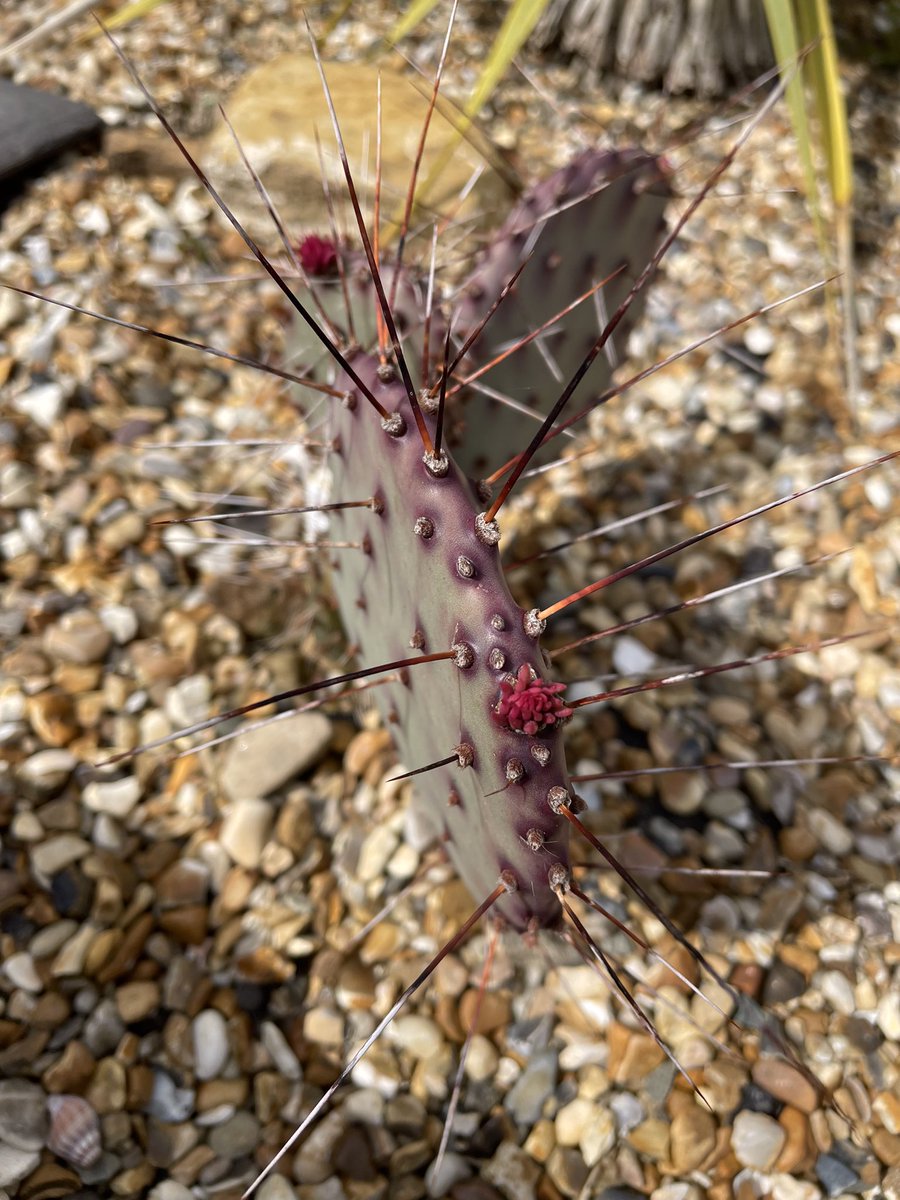 Opuntia Santa Rita plans extravagant summer at #BajaHorsham