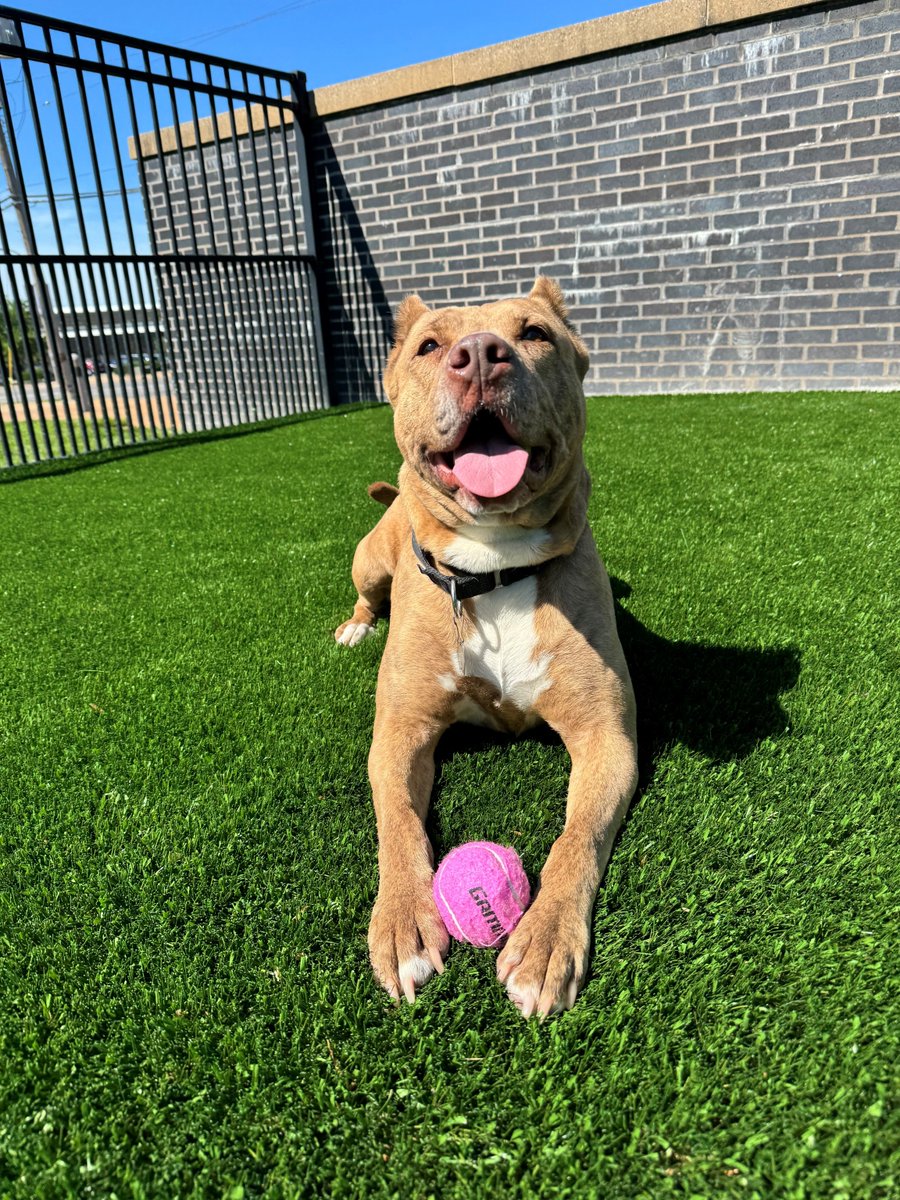 Letty wanted to participate in #TongueOutTuesday!! 💟 This beautiful 6-year-old Pittie mix came to HSMO nursing a litter of adorable puppies in December of last year. Now it's time for Letty to find her forever home 💕 Meet Letty at our Macklind location today!!