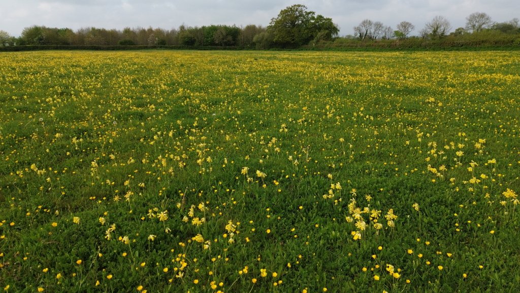 It is all Yellow and Green today with Cowslips and Buttercups in a #Somerset Meadow 😀