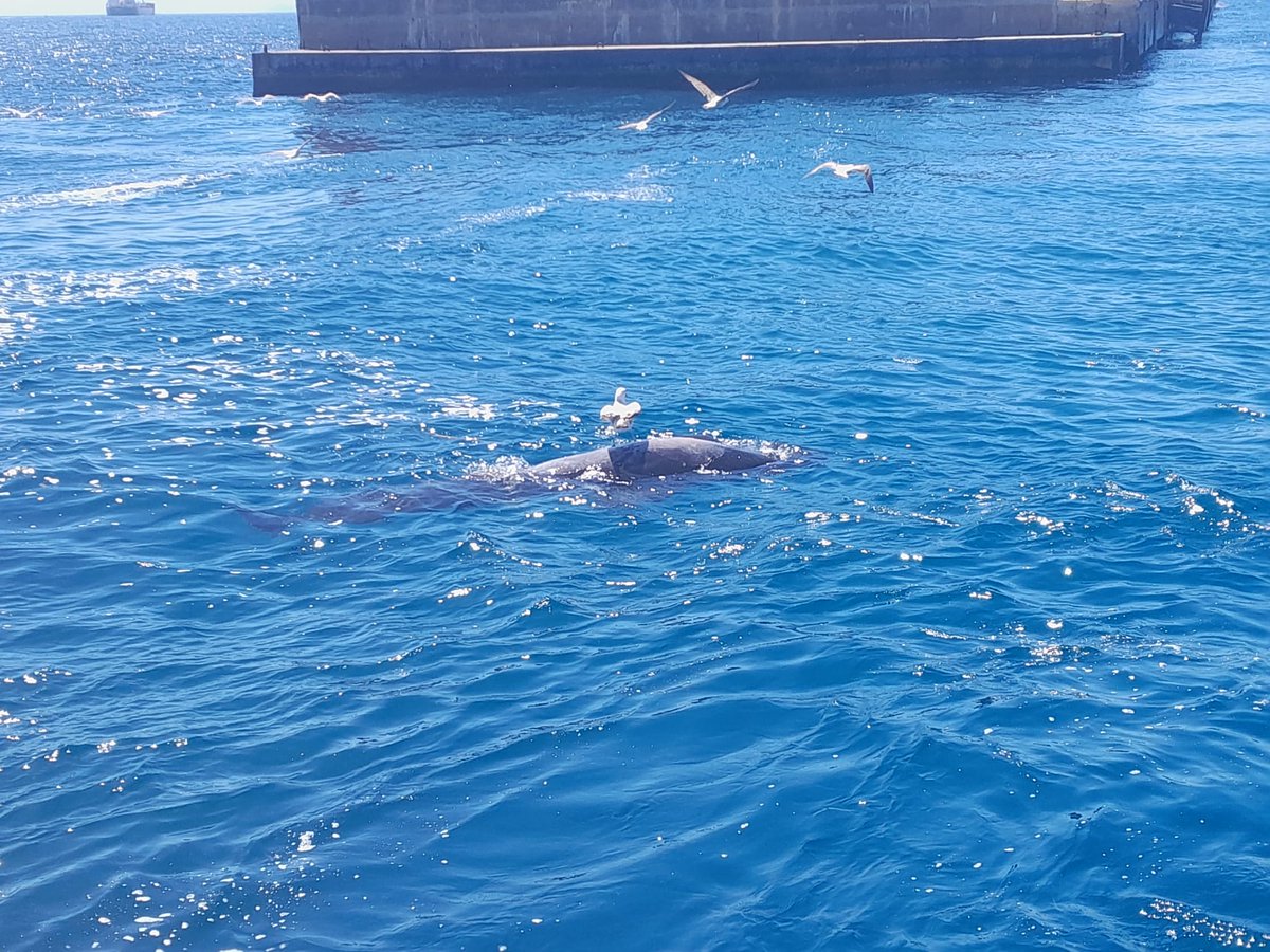 Prácticos de Algeciras informan de un carrete de madera a la deriva por detrás del dique exento que podría ser peligroso para la navegación. CCS Algeciras activa la Salvamar Denebola, que localiza también un cetáceo en descomposición. Los recoge y los deposita en Menoco