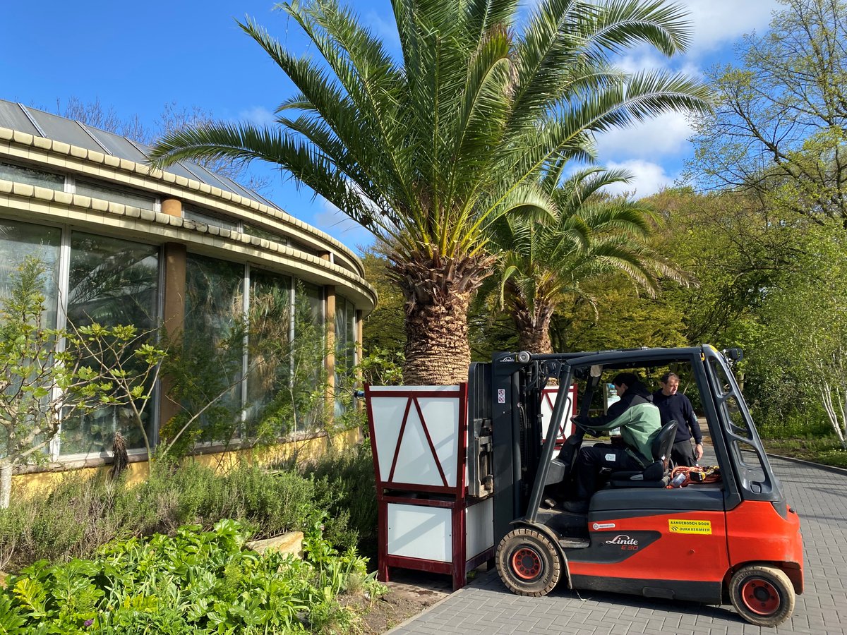 🌴De palmen zijn weer uit de kas! Deze tropische giganten drinken zo'n 100 liter water per week. Het water komt uit onze zogenoemde 'bufferblocks', die onder het voorplein bij de monumentale entree liggen. In deze blokken kunnen we zo'n 75.000 badkuipen vol regenwater opslaan.