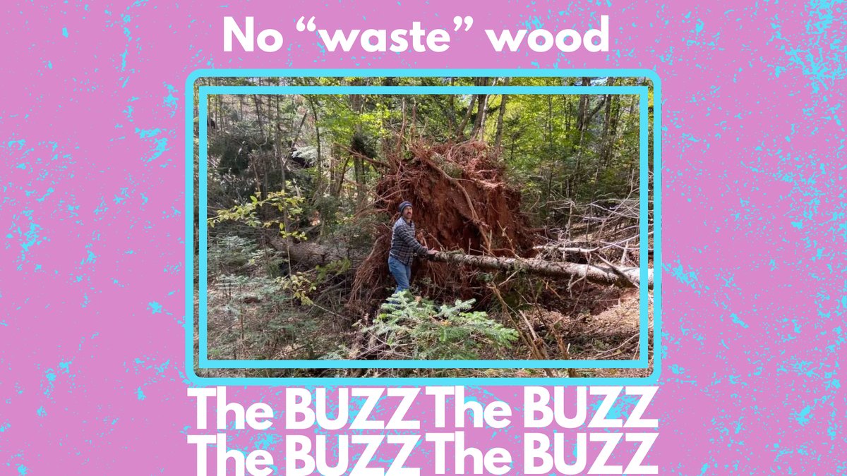 'When many of the fields were abandoned in the 1920s and 1930s, the soils were in poor shape. Because of the soil condition and the availability of nearby seed sources, most grew up in white spruce.' For the full 'Nature of PEI' column, go to buzzpei.com/no-waste-wood/